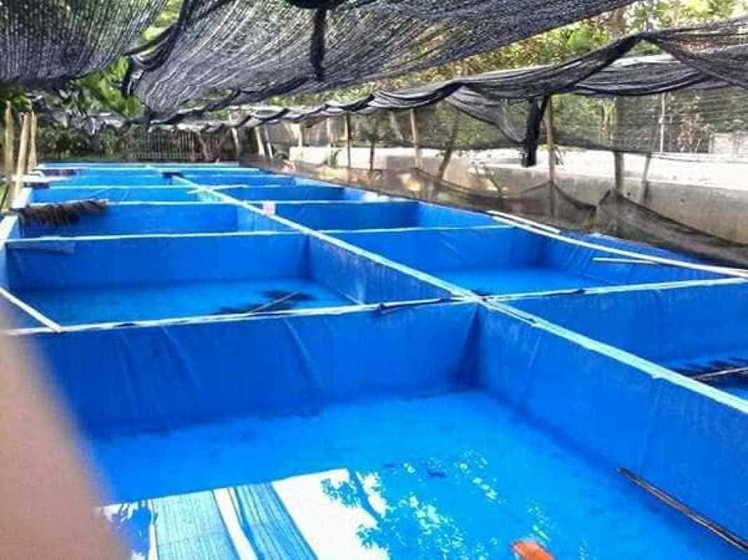 TERPAL PVC TARPAULIN MANADO UNTUK PERIKANAN TAMBAK