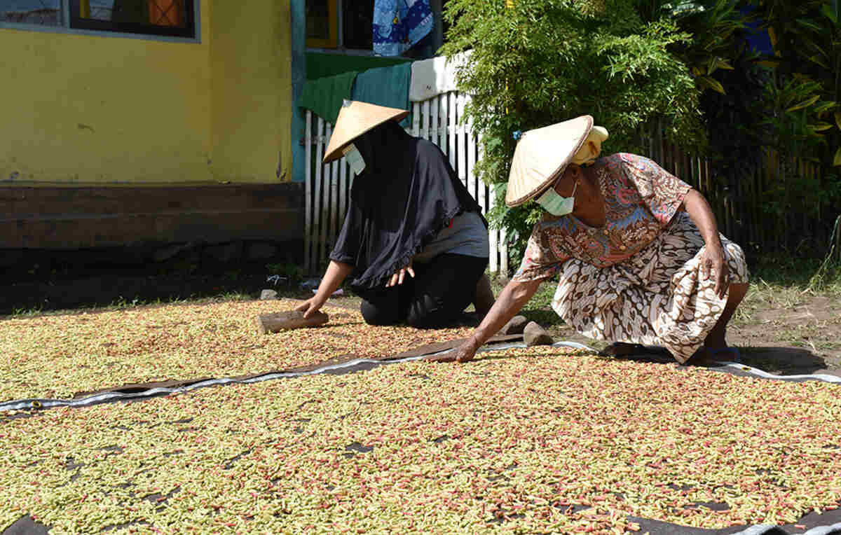 JUAL TERPAL JEMUR PADI