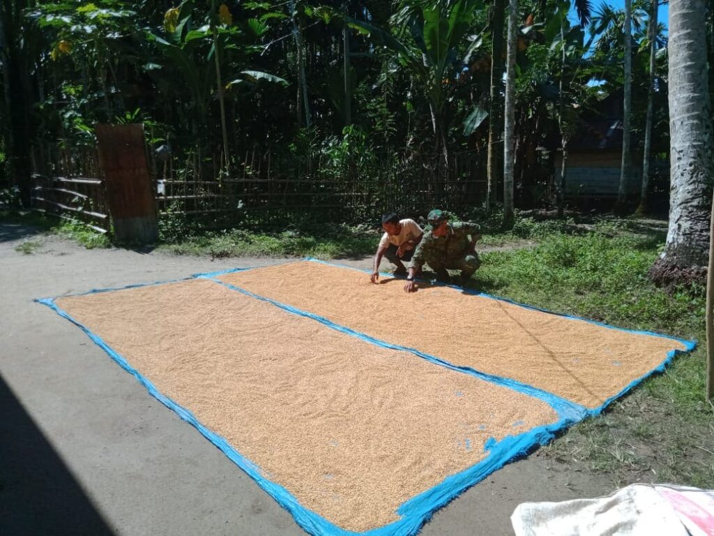 TERPAL JEMUR PADI TERBAIK