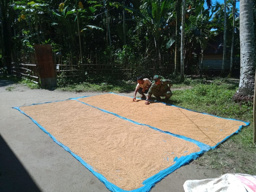 JUAL TERPAL JEMUR PADI